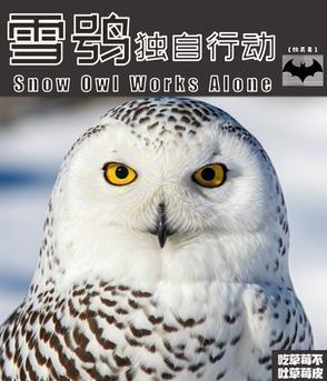 雪鸮搞笑